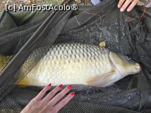 [P13] alt frumos mustacios » foto by silvia tudoran
 - 
<span class="allrVoted glyphicon glyphicon-heart hidden" id="av1494303"></span>
<a class="m-l-10 hidden" id="sv1494303" onclick="voting_Foto_DelVot(,1494303,18322)" role="button">șterge vot <span class="glyphicon glyphicon-remove"></span></a>
<a id="v91494303" class=" c-red"  onclick="voting_Foto_SetVot(1494303)" role="button"><span class="glyphicon glyphicon-heart-empty"></span> <b>LIKE</b> = Votează poza</a> <img class="hidden"  id="f1494303W9" src="/imagini/loader.gif" border="0" /><span class="AjErrMes hidden" id="e1494303ErM"></span>