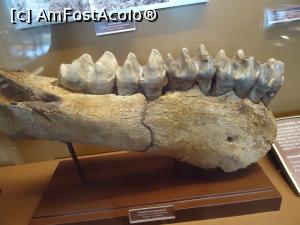 [P19] mandibula de dinozaur » foto by VOIAJ
 - 
<span class="allrVoted glyphicon glyphicon-heart hidden" id="av930380"></span>
<a class="m-l-10 hidden" id="sv930380" onclick="voting_Foto_DelVot(,930380,18455)" role="button">șterge vot <span class="glyphicon glyphicon-remove"></span></a>
<a id="v9930380" class=" c-red"  onclick="voting_Foto_SetVot(930380)" role="button"><span class="glyphicon glyphicon-heart-empty"></span> <b>LIKE</b> = Votează poza</a> <img class="hidden"  id="f930380W9" src="/imagini/loader.gif" border="0" /><span class="AjErrMes hidden" id="e930380ErM"></span>