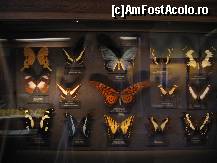 [P15] Impresionanta colectie de fluturi » foto by Irina1974
 - 
<span class="allrVoted glyphicon glyphicon-heart hidden" id="av80192"></span>
<a class="m-l-10 hidden" id="sv80192" onclick="voting_Foto_DelVot(,80192,18455)" role="button">șterge vot <span class="glyphicon glyphicon-remove"></span></a>
<a id="v980192" class=" c-red"  onclick="voting_Foto_SetVot(80192)" role="button"><span class="glyphicon glyphicon-heart-empty"></span> <b>LIKE</b> = Votează poza</a> <img class="hidden"  id="f80192W9" src="/imagini/loader.gif" border="0" /><span class="AjErrMes hidden" id="e80192ErM"></span>