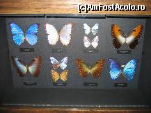 [P18] Dar de acestia ce spuneti? » foto by Irina1974
 - 
<span class="allrVoted glyphicon glyphicon-heart hidden" id="av80195"></span>
<a class="m-l-10 hidden" id="sv80195" onclick="voting_Foto_DelVot(,80195,18455)" role="button">șterge vot <span class="glyphicon glyphicon-remove"></span></a>
<a id="v980195" class=" c-red"  onclick="voting_Foto_SetVot(80195)" role="button"><span class="glyphicon glyphicon-heart-empty"></span> <b>LIKE</b> = Votează poza</a> <img class="hidden"  id="f80195W9" src="/imagini/loader.gif" border="0" /><span class="AjErrMes hidden" id="e80195ErM"></span>