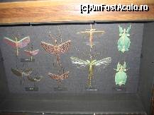 [P24] Imitatia in natura merge la extrem... observati in dreapta insecte cu forma de frunze! » foto by Irina1974
 - 
<span class="allrVoted glyphicon glyphicon-heart hidden" id="av80201"></span>
<a class="m-l-10 hidden" id="sv80201" onclick="voting_Foto_DelVot(,80201,18455)" role="button">șterge vot <span class="glyphicon glyphicon-remove"></span></a>
<a id="v980201" class=" c-red"  onclick="voting_Foto_SetVot(80201)" role="button"><span class="glyphicon glyphicon-heart-empty"></span> <b>LIKE</b> = Votează poza</a> <img class="hidden"  id="f80201W9" src="/imagini/loader.gif" border="0" /><span class="AjErrMes hidden" id="e80201ErM"></span>