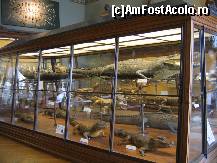 [P05] Sala cu reptile » foto by Irina1974
 - 
<span class="allrVoted glyphicon glyphicon-heart hidden" id="av80182"></span>
<a class="m-l-10 hidden" id="sv80182" onclick="voting_Foto_DelVot(,80182,18455)" role="button">șterge vot <span class="glyphicon glyphicon-remove"></span></a>
<a id="v980182" class=" c-red"  onclick="voting_Foto_SetVot(80182)" role="button"><span class="glyphicon glyphicon-heart-empty"></span> <b>LIKE</b> = Votează poza</a> <img class="hidden"  id="f80182W9" src="/imagini/loader.gif" border="0" /><span class="AjErrMes hidden" id="e80182ErM"></span>