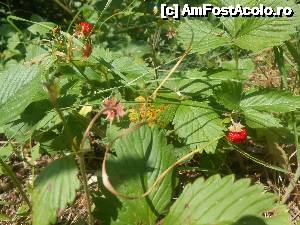 [P27] darul neasteptat al padurii pentru doi calatori infometati » foto by buterfly*
 - 
<span class="allrVoted glyphicon glyphicon-heart hidden" id="av633579"></span>
<a class="m-l-10 hidden" id="sv633579" onclick="voting_Foto_DelVot(,633579,18700)" role="button">șterge vot <span class="glyphicon glyphicon-remove"></span></a>
<a id="v9633579" class=" c-red"  onclick="voting_Foto_SetVot(633579)" role="button"><span class="glyphicon glyphicon-heart-empty"></span> <b>LIKE</b> = Votează poza</a> <img class="hidden"  id="f633579W9" src="/imagini/loader.gif" border="0" /><span class="AjErrMes hidden" id="e633579ErM"></span>