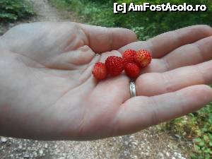 [P28] gustoase, parfumate, gigantice, foarte multe... ce poti sa mai doresti?!  » foto by buterfly*
 - 
<span class="allrVoted glyphicon glyphicon-heart hidden" id="av633580"></span>
<a class="m-l-10 hidden" id="sv633580" onclick="voting_Foto_DelVot(,633580,18700)" role="button">șterge vot <span class="glyphicon glyphicon-remove"></span></a>
<a id="v9633580" class=" c-red"  onclick="voting_Foto_SetVot(633580)" role="button"><span class="glyphicon glyphicon-heart-empty"></span> <b>LIKE</b> = Votează poza</a> <img class="hidden"  id="f633580W9" src="/imagini/loader.gif" border="0" /><span class="AjErrMes hidden" id="e633580ErM"></span>