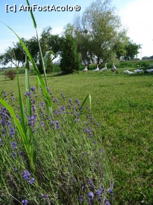 [P12] În curtea schitului.  » foto by tata123 🔱
 - 
<span class="allrVoted glyphicon glyphicon-heart hidden" id="av1090058"></span>
<a class="m-l-10 hidden" id="sv1090058" onclick="voting_Foto_DelVot(,1090058,18801)" role="button">șterge vot <span class="glyphicon glyphicon-remove"></span></a>
<a id="v91090058" class=" c-red"  onclick="voting_Foto_SetVot(1090058)" role="button"><span class="glyphicon glyphicon-heart-empty"></span> <b>LIKE</b> = Votează poza</a> <img class="hidden"  id="f1090058W9" src="/imagini/loader.gif" border="0" /><span class="AjErrMes hidden" id="e1090058ErM"></span>