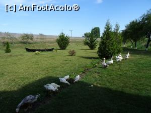 [P19] „Locuitori” ai curții schitului.  » foto by tata123 🔱
 - 
<span class="allrVoted glyphicon glyphicon-heart hidden" id="av1090065"></span>
<a class="m-l-10 hidden" id="sv1090065" onclick="voting_Foto_DelVot(,1090065,18801)" role="button">șterge vot <span class="glyphicon glyphicon-remove"></span></a>
<a id="v91090065" class=" c-red"  onclick="voting_Foto_SetVot(1090065)" role="button"><span class="glyphicon glyphicon-heart-empty"></span> <b>LIKE</b> = Votează poza</a> <img class="hidden"  id="f1090065W9" src="/imagini/loader.gif" border="0" /><span class="AjErrMes hidden" id="e1090065ErM"></span>