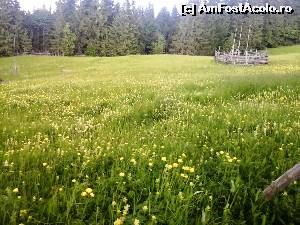 [P11] Poiana cu bulbuci de munte - plantă protejată în România.  » foto by izabiza
 - 
<span class="allrVoted glyphicon glyphicon-heart hidden" id="av648059"></span>
<a class="m-l-10 hidden" id="sv648059" onclick="voting_Foto_DelVot(,648059,18958)" role="button">șterge vot <span class="glyphicon glyphicon-remove"></span></a>
<a id="v9648059" class=" c-red"  onclick="voting_Foto_SetVot(648059)" role="button"><span class="glyphicon glyphicon-heart-empty"></span> <b>LIKE</b> = Votează poza</a> <img class="hidden"  id="f648059W9" src="/imagini/loader.gif" border="0" /><span class="AjErrMes hidden" id="e648059ErM"></span>