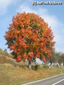 [P20] pomul ruginit » foto by dorgo
 - 
<span class="allrVoted glyphicon glyphicon-heart hidden" id="av88781"></span>
<a class="m-l-10 hidden" id="sv88781" onclick="voting_Foto_DelVot(,88781,19028)" role="button">șterge vot <span class="glyphicon glyphicon-remove"></span></a>
<a id="v988781" class=" c-red"  onclick="voting_Foto_SetVot(88781)" role="button"><span class="glyphicon glyphicon-heart-empty"></span> <b>LIKE</b> = Votează poza</a> <img class="hidden"  id="f88781W9" src="/imagini/loader.gif" border="0" /><span class="AjErrMes hidden" id="e88781ErM"></span>