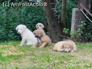 [P30] Niște puiuți prin Port Bicaz » foto by crismis
 - 
<span class="allrVoted glyphicon glyphicon-heart hidden" id="av1416680"></span>
<a class="m-l-10 hidden" id="sv1416680" onclick="voting_Foto_DelVot(,1416680,19156)" role="button">șterge vot <span class="glyphicon glyphicon-remove"></span></a>
<a id="v91416680" class=" c-red"  onclick="voting_Foto_SetVot(1416680)" role="button"><span class="glyphicon glyphicon-heart-empty"></span> <b>LIKE</b> = Votează poza</a> <img class="hidden"  id="f1416680W9" src="/imagini/loader.gif" border="0" /><span class="AjErrMes hidden" id="e1416680ErM"></span>