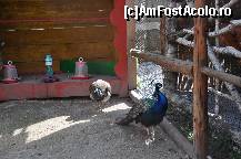 [P13] iata si paunii cum se plimbau tantosi de colo colo » foto by Sanziana
 - 
<span class="allrVoted glyphicon glyphicon-heart hidden" id="av138300"></span>
<a class="m-l-10 hidden" id="sv138300" onclick="voting_Foto_DelVot(,138300,19156)" role="button">șterge vot <span class="glyphicon glyphicon-remove"></span></a>
<a id="v9138300" class=" c-red"  onclick="voting_Foto_SetVot(138300)" role="button"><span class="glyphicon glyphicon-heart-empty"></span> <b>LIKE</b> = Votează poza</a> <img class="hidden"  id="f138300W9" src="/imagini/loader.gif" border="0" /><span class="AjErrMes hidden" id="e138300ErM"></span>