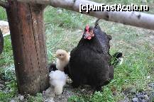 [P14] mandra de puiutii sai   mai e gainusa asta! » foto by Sanziana
 - 
<span class="allrVoted glyphicon glyphicon-heart hidden" id="av138301"></span>
<a class="m-l-10 hidden" id="sv138301" onclick="voting_Foto_DelVot(,138301,19156)" role="button">șterge vot <span class="glyphicon glyphicon-remove"></span></a>
<a id="v9138301" class=" c-red"  onclick="voting_Foto_SetVot(138301)" role="button"><span class="glyphicon glyphicon-heart-empty"></span> <b>LIKE</b> = Votează poza</a> <img class="hidden"  id="f138301W9" src="/imagini/loader.gif" border="0" /><span class="AjErrMes hidden" id="e138301ErM"></span>