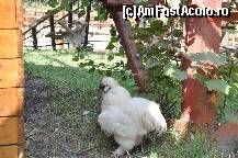 [P15] de unde o fi rasarit si motata asta?  poate e ospatarita! » foto by Sanziana
 - 
<span class="allrVoted glyphicon glyphicon-heart hidden" id="av138302"></span>
<a class="m-l-10 hidden" id="sv138302" onclick="voting_Foto_DelVot(,138302,19156)" role="button">șterge vot <span class="glyphicon glyphicon-remove"></span></a>
<a id="v9138302" class=" c-red"  onclick="voting_Foto_SetVot(138302)" role="button"><span class="glyphicon glyphicon-heart-empty"></span> <b>LIKE</b> = Votează poza</a> <img class="hidden"  id="f138302W9" src="/imagini/loader.gif" border="0" /><span class="AjErrMes hidden" id="e138302ErM"></span>