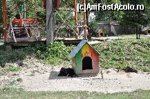 [P17] un alt prieten al oamenilor: Katr,cred ca trebuia Katir » foto by Sanziana
 - 
<span class="allrVoted glyphicon glyphicon-heart hidden" id="av138304"></span>
<a class="m-l-10 hidden" id="sv138304" onclick="voting_Foto_DelVot(,138304,19156)" role="button">șterge vot <span class="glyphicon glyphicon-remove"></span></a>
<a id="v9138304" class=" c-red"  onclick="voting_Foto_SetVot(138304)" role="button"><span class="glyphicon glyphicon-heart-empty"></span> <b>LIKE</b> = Votează poza</a> <img class="hidden"  id="f138304W9" src="/imagini/loader.gif" border="0" /><span class="AjErrMes hidden" id="e138304ErM"></span>