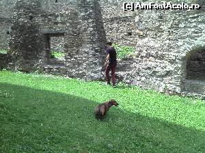 [P07] Cetatea Câlnic. Cineva mai mic vroia să se tot joace pe pajiștea de acolo :-)  » foto by FlorinAndrei
 - 
<span class="allrVoted glyphicon glyphicon-heart hidden" id="av614411"></span>
<a class="m-l-10 hidden" id="sv614411" onclick="voting_Foto_DelVot(,614411,19242)" role="button">șterge vot <span class="glyphicon glyphicon-remove"></span></a>
<a id="v9614411" class=" c-red"  onclick="voting_Foto_SetVot(614411)" role="button"><span class="glyphicon glyphicon-heart-empty"></span> <b>LIKE</b> = Votează poza</a> <img class="hidden"  id="f614411W9" src="/imagini/loader.gif" border="0" /><span class="AjErrMes hidden" id="e614411ErM"></span>