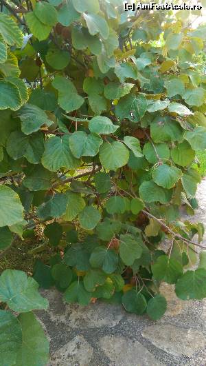 [P19] in curtea pensiunii » foto by 11simy
 - 
<span class="allrVoted glyphicon glyphicon-heart hidden" id="av668653"></span>
<a class="m-l-10 hidden" id="sv668653" onclick="voting_Foto_DelVot(,668653,19319)" role="button">șterge vot <span class="glyphicon glyphicon-remove"></span></a>
<a id="v9668653" class=" c-red"  onclick="voting_Foto_SetVot(668653)" role="button"><span class="glyphicon glyphicon-heart-empty"></span> <b>LIKE</b> = Votează poza</a> <img class="hidden"  id="f668653W9" src="/imagini/loader.gif" border="0" /><span class="AjErrMes hidden" id="e668653ErM"></span>