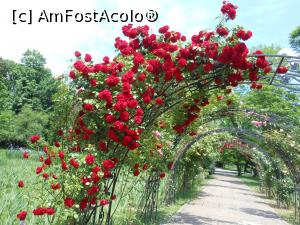 [P01] București - Grădina Botanică, în Rosarium. » foto by iulianic
 - 
<span class="allrVoted glyphicon glyphicon-heart hidden" id="av1367369"></span>
<a class="m-l-10 hidden" id="sv1367369" onclick="voting_Foto_DelVot(,1367369,19622)" role="button">șterge vot <span class="glyphicon glyphicon-remove"></span></a>
<a id="v91367369" class=" c-red"  onclick="voting_Foto_SetVot(1367369)" role="button"><span class="glyphicon glyphicon-heart-empty"></span> <b>LIKE</b> = Votează poza</a> <img class="hidden"  id="f1367369W9" src="/imagini/loader.gif" border="0" /><span class="AjErrMes hidden" id="e1367369ErM"></span>