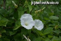 [P14] Flori din Sectorul Decorativ » foto by Costi
 - 
<span class="allrVoted glyphicon glyphicon-heart hidden" id="av83359"></span>
<a class="m-l-10 hidden" id="sv83359" onclick="voting_Foto_DelVot(,83359,19622)" role="button">șterge vot <span class="glyphicon glyphicon-remove"></span></a>
<a id="v983359" class=" c-red"  onclick="voting_Foto_SetVot(83359)" role="button"><span class="glyphicon glyphicon-heart-empty"></span> <b>LIKE</b> = Votează poza</a> <img class="hidden"  id="f83359W9" src="/imagini/loader.gif" border="0" /><span class="AjErrMes hidden" id="e83359ErM"></span>