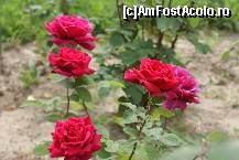 [P18] Trandafiri roşii din Rosarium » foto by Costi
 - 
<span class="allrVoted glyphicon glyphicon-heart hidden" id="av83363"></span>
<a class="m-l-10 hidden" id="sv83363" onclick="voting_Foto_DelVot(,83363,19622)" role="button">șterge vot <span class="glyphicon glyphicon-remove"></span></a>
<a id="v983363" class=" c-red"  onclick="voting_Foto_SetVot(83363)" role="button"><span class="glyphicon glyphicon-heart-empty"></span> <b>LIKE</b> = Votează poza</a> <img class="hidden"  id="f83363W9" src="/imagini/loader.gif" border="0" /><span class="AjErrMes hidden" id="e83363ErM"></span>