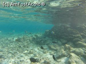 [P16] underwater » foto by andreea_kamelya
 - 
<span class="allrVoted glyphicon glyphicon-heart hidden" id="av819359"></span>
<a class="m-l-10 hidden" id="sv819359" onclick="voting_Foto_DelVot(,819359,19625)" role="button">șterge vot <span class="glyphicon glyphicon-remove"></span></a>
<a id="v9819359" class=" c-red"  onclick="voting_Foto_SetVot(819359)" role="button"><span class="glyphicon glyphicon-heart-empty"></span> <b>LIKE</b> = Votează poza</a> <img class="hidden"  id="f819359W9" src="/imagini/loader.gif" border="0" /><span class="AjErrMes hidden" id="e819359ErM"></span>