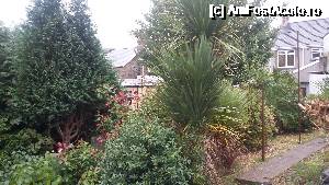 [P03] Și în Țara Galilor se găsesc plante exotice.  » foto by traian.leuca †
 - 
<span class="allrVoted glyphicon glyphicon-heart hidden" id="av695092"></span>
<a class="m-l-10 hidden" id="sv695092" onclick="voting_Foto_DelVot(,695092,19690)" role="button">șterge vot <span class="glyphicon glyphicon-remove"></span></a>
<a id="v9695092" class=" c-red"  onclick="voting_Foto_SetVot(695092)" role="button"><span class="glyphicon glyphicon-heart-empty"></span> <b>LIKE</b> = Votează poza</a> <img class="hidden"  id="f695092W9" src="/imagini/loader.gif" border="0" /><span class="AjErrMes hidden" id="e695092ErM"></span>