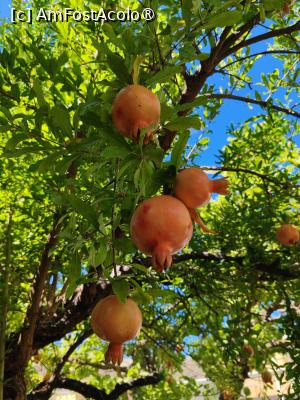 [P07] Roșiile de lângă camera noastră, din gradina hotelului » foto by anamaria_2010
 - 
<span class="allrVoted glyphicon glyphicon-heart hidden" id="av1497604"></span>
<a class="m-l-10 hidden" id="sv1497604" onclick="voting_Foto_DelVot(,1497604,19703)" role="button">șterge vot <span class="glyphicon glyphicon-remove"></span></a>
<a id="v91497604" class=" c-red"  onclick="voting_Foto_SetVot(1497604)" role="button"><span class="glyphicon glyphicon-heart-empty"></span> <b>LIKE</b> = Votează poza</a> <img class="hidden"  id="f1497604W9" src="/imagini/loader.gif" border="0" /><span class="AjErrMes hidden" id="e1497604ErM"></span>