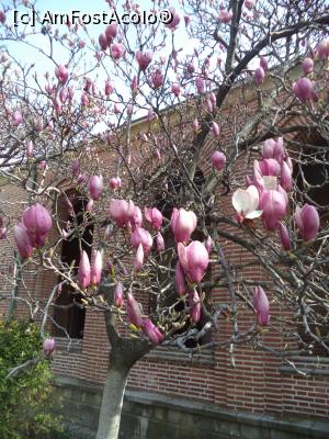 [P40] Manastirea Dealu - curte si magnolii inflorite » foto by mishu
 - 
<span class="allrVoted glyphicon glyphicon-heart hidden" id="av773485"></span>
<a class="m-l-10 hidden" id="sv773485" onclick="voting_Foto_DelVot(,773485,19770)" role="button">șterge vot <span class="glyphicon glyphicon-remove"></span></a>
<a id="v9773485" class=" c-red"  onclick="voting_Foto_SetVot(773485)" role="button"><span class="glyphicon glyphicon-heart-empty"></span> <b>LIKE</b> = Votează poza</a> <img class="hidden"  id="f773485W9" src="/imagini/loader.gif" border="0" /><span class="AjErrMes hidden" id="e773485ErM"></span>