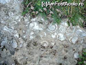 [P14] Cochilii de melci încastrate în piatră » foto by Claudiu U.
 - 
<span class="allrVoted glyphicon glyphicon-heart hidden" id="av700224"></span>
<a class="m-l-10 hidden" id="sv700224" onclick="voting_Foto_DelVot(,700224,19774)" role="button">șterge vot <span class="glyphicon glyphicon-remove"></span></a>
<a id="v9700224" class=" c-red"  onclick="voting_Foto_SetVot(700224)" role="button"><span class="glyphicon glyphicon-heart-empty"></span> <b>LIKE</b> = Votează poza</a> <img class="hidden"  id="f700224W9" src="/imagini/loader.gif" border="0" /><span class="AjErrMes hidden" id="e700224ErM"></span>