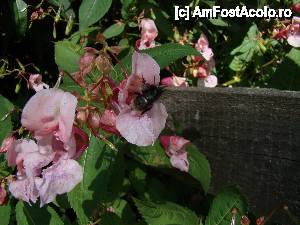 [P46] „Cascada Pişoaia” / Sfârşit!  » foto by Utube
 - 
<span class="allrVoted glyphicon glyphicon-heart hidden" id="av410678"></span>
<a class="m-l-10 hidden" id="sv410678" onclick="voting_Foto_DelVot(,410678,19774)" role="button">șterge vot <span class="glyphicon glyphicon-remove"></span></a>
<a id="v9410678" class=" c-red"  onclick="voting_Foto_SetVot(410678)" role="button"><span class="glyphicon glyphicon-heart-empty"></span> <b>LIKE</b> = Votează poza</a> <img class="hidden"  id="f410678W9" src="/imagini/loader.gif" border="0" /><span class="AjErrMes hidden" id="e410678ErM"></span>