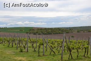 [P13] Plantatia de vita de vie » foto by Ricone
 - 
<span class="allrVoted glyphicon glyphicon-heart hidden" id="av1235569"></span>
<a class="m-l-10 hidden" id="sv1235569" onclick="voting_Foto_DelVot(,1235569,19848)" role="button">șterge vot <span class="glyphicon glyphicon-remove"></span></a>
<a id="v91235569" class=" c-red"  onclick="voting_Foto_SetVot(1235569)" role="button"><span class="glyphicon glyphicon-heart-empty"></span> <b>LIKE</b> = Votează poza</a> <img class="hidden"  id="f1235569W9" src="/imagini/loader.gif" border="0" /><span class="AjErrMes hidden" id="e1235569ErM"></span>
