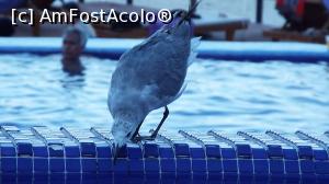 [P07] turist cladestin la piscina » foto by dan39
 - 
<span class="allrVoted glyphicon glyphicon-heart hidden" id="av711016"></span>
<a class="m-l-10 hidden" id="sv711016" onclick="voting_Foto_DelVot(,711016,19926)" role="button">șterge vot <span class="glyphicon glyphicon-remove"></span></a>
<a id="v9711016" class=" c-red"  onclick="voting_Foto_SetVot(711016)" role="button"><span class="glyphicon glyphicon-heart-empty"></span> <b>LIKE</b> = Votează poza</a> <img class="hidden"  id="f711016W9" src="/imagini/loader.gif" border="0" /><span class="AjErrMes hidden" id="e711016ErM"></span>