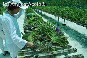 [P57] sera de orhidee » foto by barbu minel
 - 
<span class="allrVoted glyphicon glyphicon-heart hidden" id="av711513"></span>
<a class="m-l-10 hidden" id="sv711513" onclick="voting_Foto_DelVot(,711513,19932)" role="button">șterge vot <span class="glyphicon glyphicon-remove"></span></a>
<a id="v9711513" class=" c-red"  onclick="voting_Foto_SetVot(711513)" role="button"><span class="glyphicon glyphicon-heart-empty"></span> <b>LIKE</b> = Votează poza</a> <img class="hidden"  id="f711513W9" src="/imagini/loader.gif" border="0" /><span class="AjErrMes hidden" id="e711513ErM"></span>