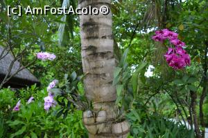 [P61] la tot pasul orhidee pe palmieri » foto by barbu minel
 - 
<span class="allrVoted glyphicon glyphicon-heart hidden" id="av711517"></span>
<a class="m-l-10 hidden" id="sv711517" onclick="voting_Foto_DelVot(,711517,19932)" role="button">șterge vot <span class="glyphicon glyphicon-remove"></span></a>
<a id="v9711517" class=" c-red"  onclick="voting_Foto_SetVot(711517)" role="button"><span class="glyphicon glyphicon-heart-empty"></span> <b>LIKE</b> = Votează poza</a> <img class="hidden"  id="f711517W9" src="/imagini/loader.gif" border="0" /><span class="AjErrMes hidden" id="e711517ErM"></span>