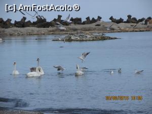 [P04] lebede si pescarusi la Marea Neagra » foto by adri-nico
 - 
<span class="allrVoted glyphicon glyphicon-heart hidden" id="av785184"></span>
<a class="m-l-10 hidden" id="sv785184" onclick="voting_Foto_DelVot(,785184,19965)" role="button">șterge vot <span class="glyphicon glyphicon-remove"></span></a>
<a id="v9785184" class=" c-red"  onclick="voting_Foto_SetVot(785184)" role="button"><span class="glyphicon glyphicon-heart-empty"></span> <b>LIKE</b> = Votează poza</a> <img class="hidden"  id="f785184W9" src="/imagini/loader.gif" border="0" /><span class="AjErrMes hidden" id="e785184ErM"></span>