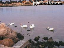 [P15] Eforie Sud - tot lebedele » foto by makuy*
 - 
<span class="allrVoted glyphicon glyphicon-heart hidden" id="av466853"></span>
<a class="m-l-10 hidden" id="sv466853" onclick="voting_Foto_DelVot(,466853,19965)" role="button">șterge vot <span class="glyphicon glyphicon-remove"></span></a>
<a id="v9466853" class=" c-red"  onclick="voting_Foto_SetVot(466853)" role="button"><span class="glyphicon glyphicon-heart-empty"></span> <b>LIKE</b> = Votează poza</a> <img class="hidden"  id="f466853W9" src="/imagini/loader.gif" border="0" /><span class="AjErrMes hidden" id="e466853ErM"></span>