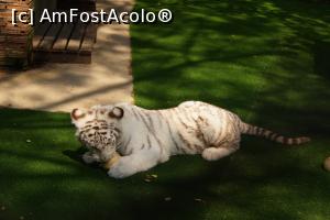 [P07] un tigru bebelas jucandu-se cu o nuca de cocos » foto by Pami*
 - 
<span class="allrVoted glyphicon glyphicon-heart hidden" id="av719834"></span>
<a class="m-l-10 hidden" id="sv719834" onclick="voting_Foto_DelVot(,719834,20034)" role="button">șterge vot <span class="glyphicon glyphicon-remove"></span></a>
<a id="v9719834" class=" c-red"  onclick="voting_Foto_SetVot(719834)" role="button"><span class="glyphicon glyphicon-heart-empty"></span> <b>LIKE</b> = Votează poza</a> <img class="hidden"  id="f719834W9" src="/imagini/loader.gif" border="0" /><span class="AjErrMes hidden" id="e719834ErM"></span>