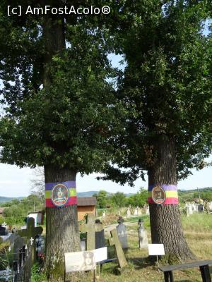 [P19] Gorunii plantați de Regina Maria și generalul Henri Berthelot în 1924 la Țebea.  » foto by tata123 🔱
 - 
<span class="allrVoted glyphicon glyphicon-heart hidden" id="av1107159"></span>
<a class="m-l-10 hidden" id="sv1107159" onclick="voting_Foto_DelVot(,1107159,20095)" role="button">șterge vot <span class="glyphicon glyphicon-remove"></span></a>
<a id="v91107159" class=" c-red"  onclick="voting_Foto_SetVot(1107159)" role="button"><span class="glyphicon glyphicon-heart-empty"></span> <b>LIKE</b> = Votează poza</a> <img class="hidden"  id="f1107159W9" src="/imagini/loader.gif" border="0" /><span class="AjErrMes hidden" id="e1107159ErM"></span>