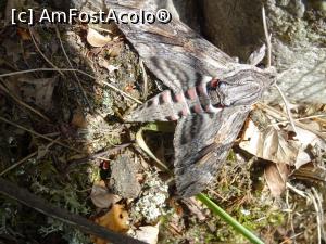 [P19] Insecta stârnită din ascunzișul ei. » foto by tata123 🔱
 - 
<span class="allrVoted glyphicon glyphicon-heart hidden" id="av1262299"></span>
<a class="m-l-10 hidden" id="sv1262299" onclick="voting_Foto_DelVot(,1262299,20184)" role="button">șterge vot <span class="glyphicon glyphicon-remove"></span></a>
<a id="v91262299" class=" c-red"  onclick="voting_Foto_SetVot(1262299)" role="button"><span class="glyphicon glyphicon-heart-empty"></span> <b>LIKE</b> = Votează poza</a> <img class="hidden"  id="f1262299W9" src="/imagini/loader.gif" border="0" /><span class="AjErrMes hidden" id="e1262299ErM"></span>