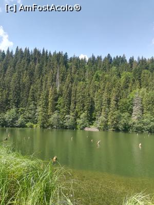 [P16] Lacul Rosu » foto by relu mihai
 - 
<span class="allrVoted glyphicon glyphicon-heart hidden" id="av890633"></span>
<a class="m-l-10 hidden" id="sv890633" onclick="voting_Foto_DelVot(,890633,20199)" role="button">șterge vot <span class="glyphicon glyphicon-remove"></span></a>
<a id="v9890633" class=" c-red"  onclick="voting_Foto_SetVot(890633)" role="button"><span class="glyphicon glyphicon-heart-empty"></span> <b>LIKE</b> = Votează poza</a> <img class="hidden"  id="f890633W9" src="/imagini/loader.gif" border="0" /><span class="AjErrMes hidden" id="e890633ErM"></span>