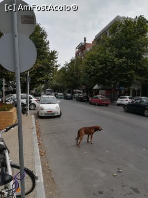 [P08] Bulevardul principal » foto by olteanul2010
 - 
<span class="allrVoted glyphicon glyphicon-heart hidden" id="av1009514"></span>
<a class="m-l-10 hidden" id="sv1009514" onclick="voting_Foto_DelVot(,1009514,20251)" role="button">șterge vot <span class="glyphicon glyphicon-remove"></span></a>
<a id="v91009514" class=" c-red"  onclick="voting_Foto_SetVot(1009514)" role="button"><span class="glyphicon glyphicon-heart-empty"></span> <b>LIKE</b> = Votează poza</a> <img class="hidden"  id="f1009514W9" src="/imagini/loader.gif" border="0" /><span class="AjErrMes hidden" id="e1009514ErM"></span>