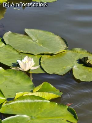 [P06] Nufar alb superb » foto by Tonyc
 - 
<span class="allrVoted glyphicon glyphicon-heart hidden" id="av1499483"></span>
<a class="m-l-10 hidden" id="sv1499483" onclick="voting_Foto_DelVot(,1499483,20280)" role="button">șterge vot <span class="glyphicon glyphicon-remove"></span></a>
<a id="v91499483" class=" c-red"  onclick="voting_Foto_SetVot(1499483)" role="button"><span class="glyphicon glyphicon-heart-empty"></span> <b>LIKE</b> = Votează poza</a> <img class="hidden"  id="f1499483W9" src="/imagini/loader.gif" border="0" /><span class="AjErrMes hidden" id="e1499483ErM"></span>