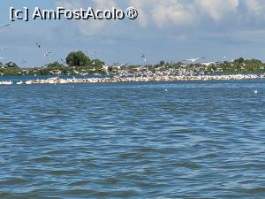 [P07] Colonie de pelicani » foto by Tonyc
 - 
<span class="allrVoted glyphicon glyphicon-heart hidden" id="av1499484"></span>
<a class="m-l-10 hidden" id="sv1499484" onclick="voting_Foto_DelVot(,1499484,20280)" role="button">șterge vot <span class="glyphicon glyphicon-remove"></span></a>
<a id="v91499484" class=" c-red"  onclick="voting_Foto_SetVot(1499484)" role="button"><span class="glyphicon glyphicon-heart-empty"></span> <b>LIKE</b> = Votează poza</a> <img class="hidden"  id="f1499484W9" src="/imagini/loader.gif" border="0" /><span class="AjErrMes hidden" id="e1499484ErM"></span>