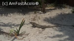 [P02] iguana » foto by MoniQ69
 - 
<span class="allrVoted glyphicon glyphicon-heart hidden" id="av757029"></span>
<a class="m-l-10 hidden" id="sv757029" onclick="voting_Foto_DelVot(,757029,20509)" role="button">șterge vot <span class="glyphicon glyphicon-remove"></span></a>
<a id="v9757029" class=" c-red"  onclick="voting_Foto_SetVot(757029)" role="button"><span class="glyphicon glyphicon-heart-empty"></span> <b>LIKE</b> = Votează poza</a> <img class="hidden"  id="f757029W9" src="/imagini/loader.gif" border="0" /><span class="AjErrMes hidden" id="e757029ErM"></span>