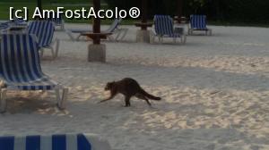 [P28] raton pe plaja » foto by MoniQ69
 - 
<span class="allrVoted glyphicon glyphicon-heart hidden" id="av757055"></span>
<a class="m-l-10 hidden" id="sv757055" onclick="voting_Foto_DelVot(,757055,20509)" role="button">șterge vot <span class="glyphicon glyphicon-remove"></span></a>
<a id="v9757055" class=" c-red"  onclick="voting_Foto_SetVot(757055)" role="button"><span class="glyphicon glyphicon-heart-empty"></span> <b>LIKE</b> = Votează poza</a> <img class="hidden"  id="f757055W9" src="/imagini/loader.gif" border="0" /><span class="AjErrMes hidden" id="e757055ErM"></span>