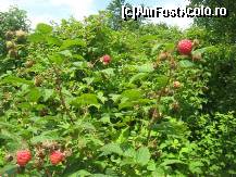 [P24] pe langa mere, nuci, prune si cirese mai e si zmeura » foto by dorgo
 - 
<span class="allrVoted glyphicon glyphicon-heart hidden" id="av93732"></span>
<a class="m-l-10 hidden" id="sv93732" onclick="voting_Foto_DelVot(,93732,20973)" role="button">șterge vot <span class="glyphicon glyphicon-remove"></span></a>
<a id="v993732" class=" c-red"  onclick="voting_Foto_SetVot(93732)" role="button"><span class="glyphicon glyphicon-heart-empty"></span> <b>LIKE</b> = Votează poza</a> <img class="hidden"  id="f93732W9" src="/imagini/loader.gif" border="0" /><span class="AjErrMes hidden" id="e93732ErM"></span>