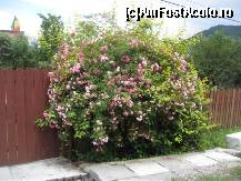 [P26] si flori in fata gardurilor » foto by dorgo
 - 
<span class="allrVoted glyphicon glyphicon-heart hidden" id="av93734"></span>
<a class="m-l-10 hidden" id="sv93734" onclick="voting_Foto_DelVot(,93734,20973)" role="button">șterge vot <span class="glyphicon glyphicon-remove"></span></a>
<a id="v993734" class=" c-red"  onclick="voting_Foto_SetVot(93734)" role="button"><span class="glyphicon glyphicon-heart-empty"></span> <b>LIKE</b> = Votează poza</a> <img class="hidden"  id="f93734W9" src="/imagini/loader.gif" border="0" /><span class="AjErrMes hidden" id="e93734ErM"></span>