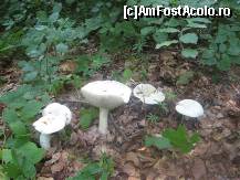 [P27] tocmai a plouat » foto by dorgo
 - 
<span class="allrVoted glyphicon glyphicon-heart hidden" id="av93735"></span>
<a class="m-l-10 hidden" id="sv93735" onclick="voting_Foto_DelVot(,93735,20973)" role="button">șterge vot <span class="glyphicon glyphicon-remove"></span></a>
<a id="v993735" class=" c-red"  onclick="voting_Foto_SetVot(93735)" role="button"><span class="glyphicon glyphicon-heart-empty"></span> <b>LIKE</b> = Votează poza</a> <img class="hidden"  id="f93735W9" src="/imagini/loader.gif" border="0" /><span class="AjErrMes hidden" id="e93735ErM"></span>