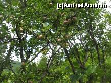 [P33] mere pentru alambic » foto by dorgo
 - 
<span class="allrVoted glyphicon glyphicon-heart hidden" id="av93741"></span>
<a class="m-l-10 hidden" id="sv93741" onclick="voting_Foto_DelVot(,93741,20973)" role="button">șterge vot <span class="glyphicon glyphicon-remove"></span></a>
<a id="v993741" class=" c-red"  onclick="voting_Foto_SetVot(93741)" role="button"><span class="glyphicon glyphicon-heart-empty"></span> <b>LIKE</b> = Votează poza</a> <img class="hidden"  id="f93741W9" src="/imagini/loader.gif" border="0" /><span class="AjErrMes hidden" id="e93741ErM"></span>