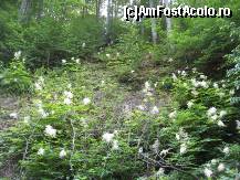 [P36] incepe urcusul » foto by dorgo
 - 
<span class="allrVoted glyphicon glyphicon-heart hidden" id="av93744"></span>
<a class="m-l-10 hidden" id="sv93744" onclick="voting_Foto_DelVot(,93744,20973)" role="button">șterge vot <span class="glyphicon glyphicon-remove"></span></a>
<a id="v993744" class=" c-red"  onclick="voting_Foto_SetVot(93744)" role="button"><span class="glyphicon glyphicon-heart-empty"></span> <b>LIKE</b> = Votează poza</a> <img class="hidden"  id="f93744W9" src="/imagini/loader.gif" border="0" /><span class="AjErrMes hidden" id="e93744ErM"></span>