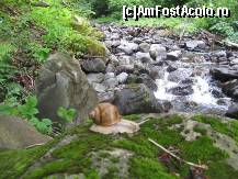 [P37] valea cu melci » foto by dorgo
 - 
<span class="allrVoted glyphicon glyphicon-heart hidden" id="av93745"></span>
<a class="m-l-10 hidden" id="sv93745" onclick="voting_Foto_DelVot(,93745,20973)" role="button">șterge vot <span class="glyphicon glyphicon-remove"></span></a>
<a id="v993745" class=" c-red"  onclick="voting_Foto_SetVot(93745)" role="button"><span class="glyphicon glyphicon-heart-empty"></span> <b>LIKE</b> = Votează poza</a> <img class="hidden"  id="f93745W9" src="/imagini/loader.gif" border="0" /><span class="AjErrMes hidden" id="e93745ErM"></span>