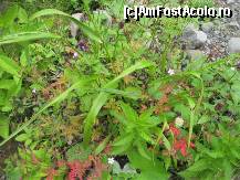 [P39] cromatografie » foto by dorgo
 - 
<span class="allrVoted glyphicon glyphicon-heart hidden" id="av93747"></span>
<a class="m-l-10 hidden" id="sv93747" onclick="voting_Foto_DelVot(,93747,20973)" role="button">șterge vot <span class="glyphicon glyphicon-remove"></span></a>
<a id="v993747" class=" c-red"  onclick="voting_Foto_SetVot(93747)" role="button"><span class="glyphicon glyphicon-heart-empty"></span> <b>LIKE</b> = Votează poza</a> <img class="hidden"  id="f93747W9" src="/imagini/loader.gif" border="0" /><span class="AjErrMes hidden" id="e93747ErM"></span>